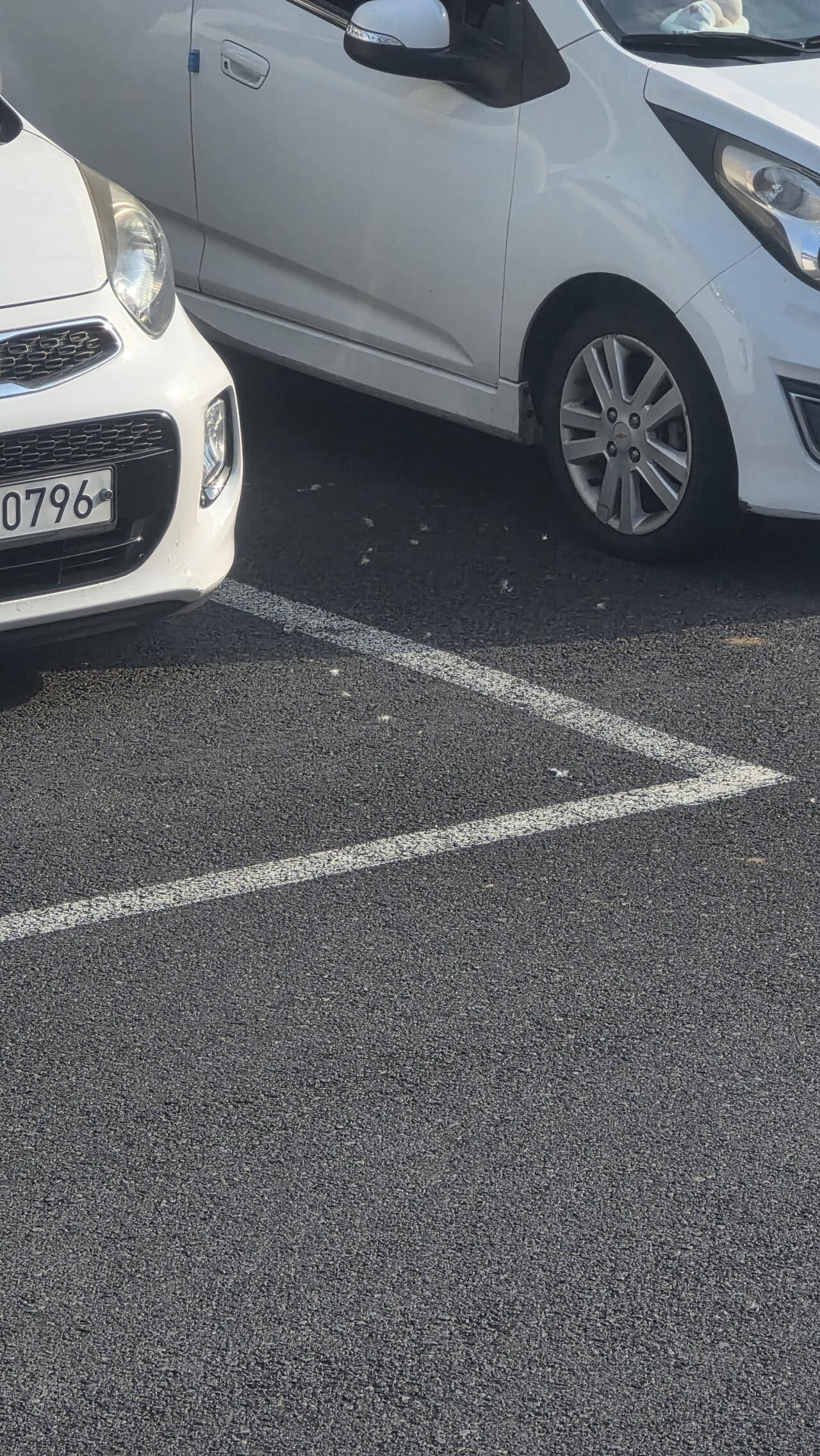 우리동네 길고양이 근황