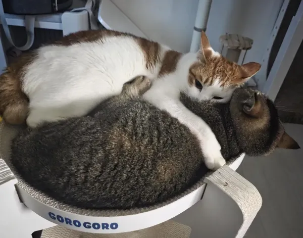 동생사랑 애옹이