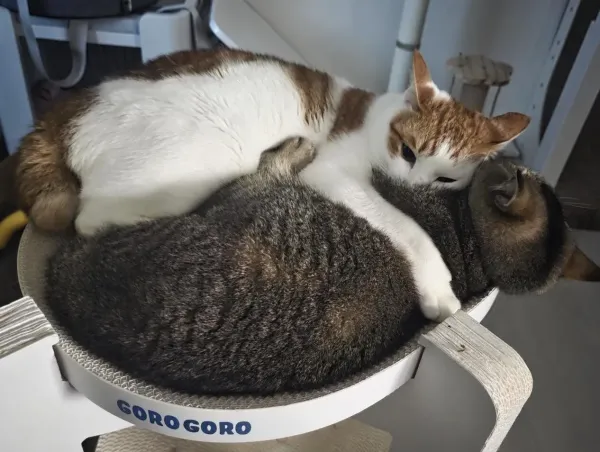 동생사랑 애옹이