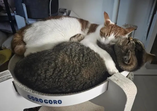 동생사랑 애옹이