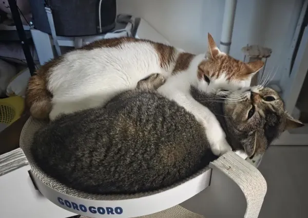 동생사랑 애옹이