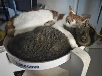 동생사랑 애옹이