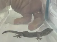 베란다에서 도마뱀 포획함
