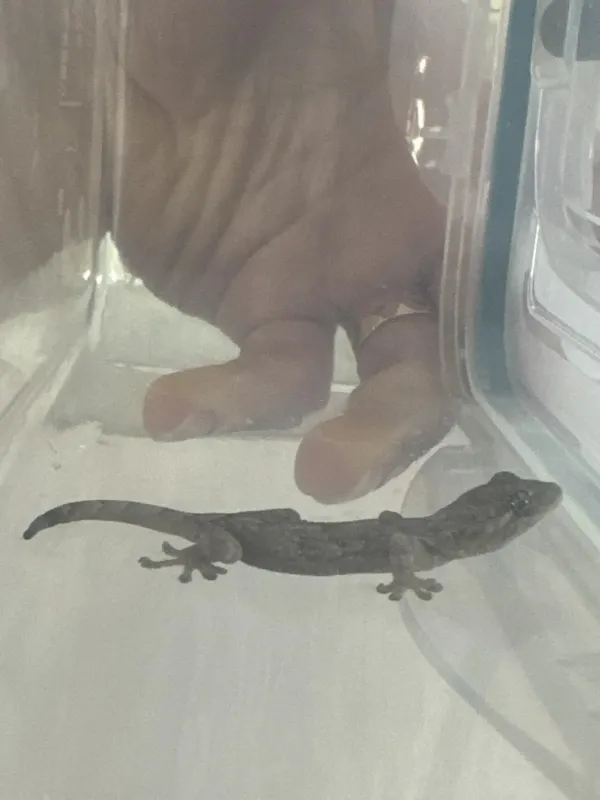 베란다에서 도마뱀 포획함
