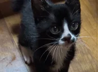 배트맨 고양이 석탄이