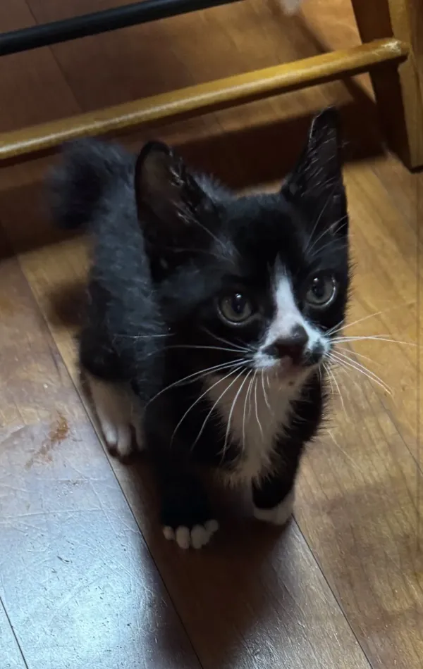 배트맨 고양이 석탄이