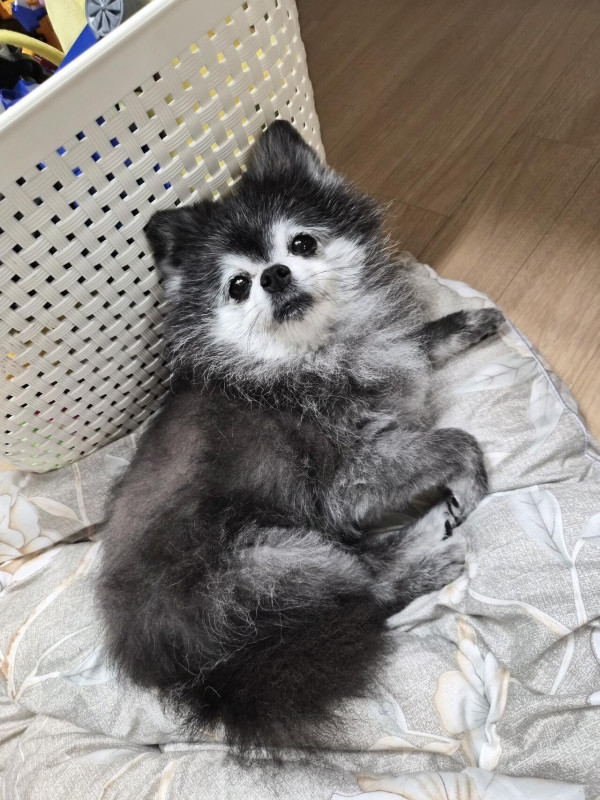 울집 차차