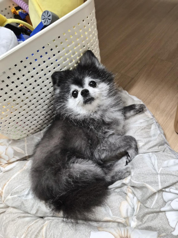 울집 차차