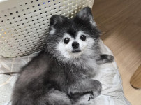 울집 차차