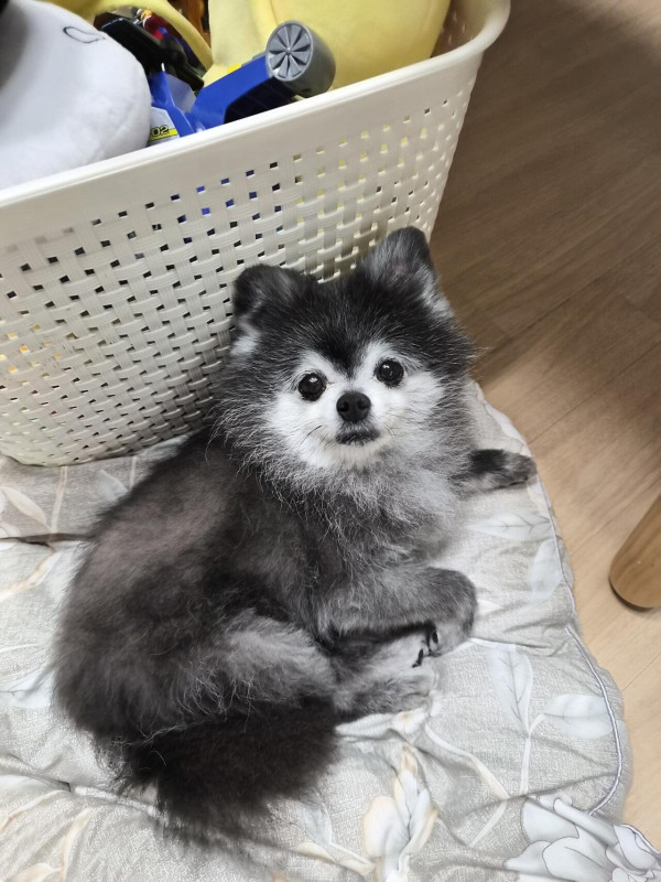 울집 차차