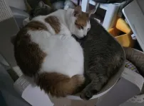 고양이 발톱깎는데 3명이 달라붙음...