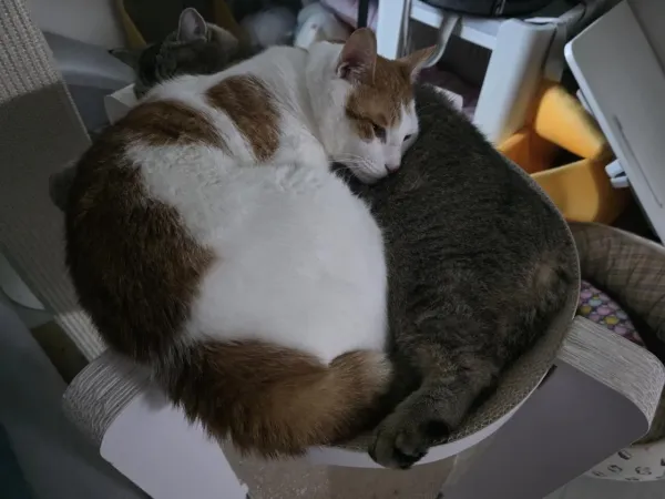 고양이 발톱깎는데 3명이 달라붙음...