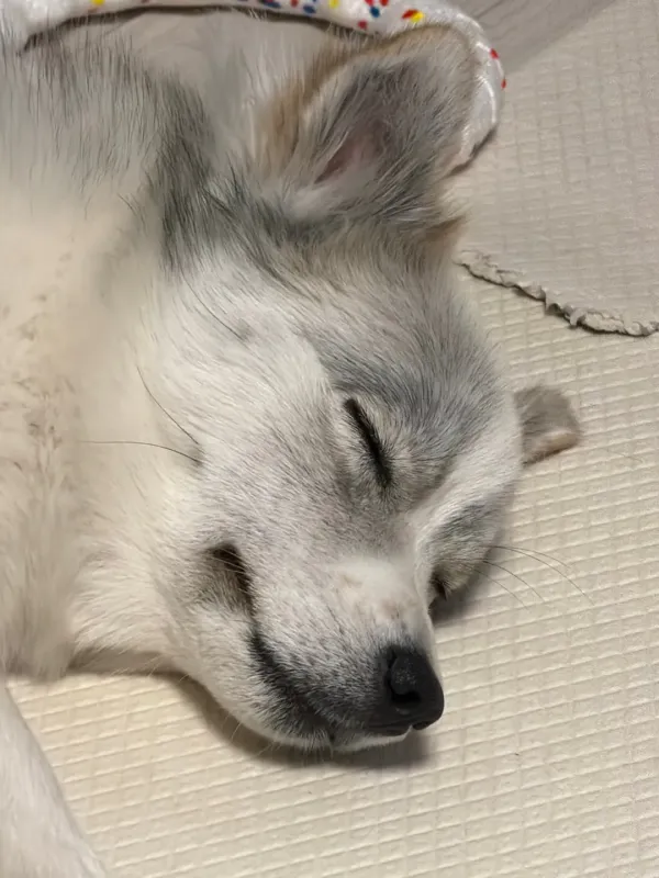짱짱이 (22개월)