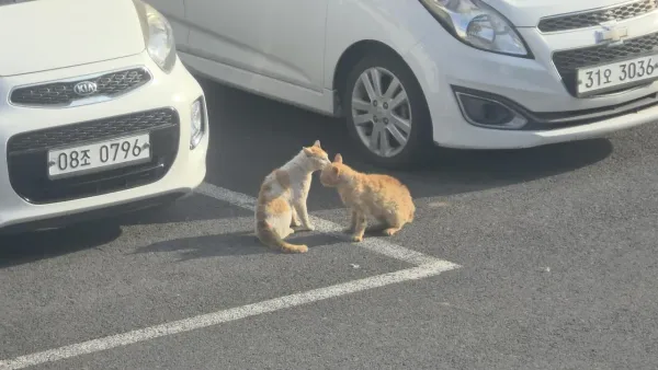 우리동네 길고양이 근황